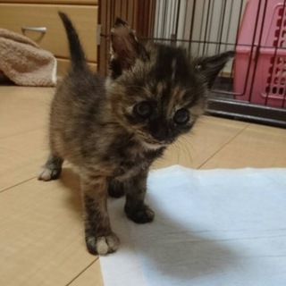 サビちゃん☆たぬこ