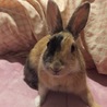 チャンクロ