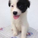子犬の貰い手を探しています