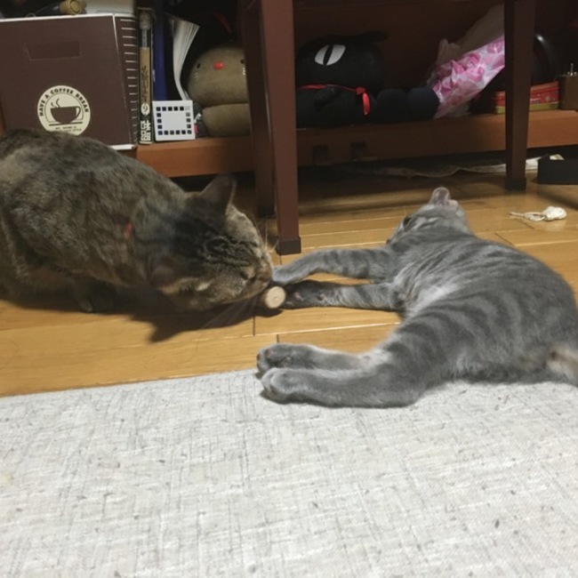 トモモのカバー写真