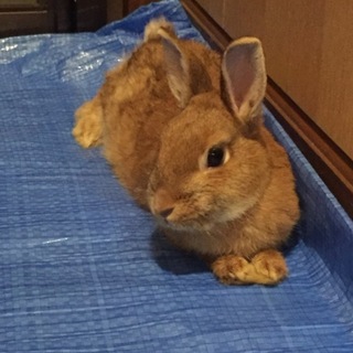 里親様決定(*^^*)ありがとうございました✨