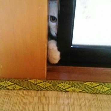 娘の宿題の邪魔になるので部屋から追い出され…。襖をこじ開けた（笑）絶対に手は抜くなよ！のメッセージでしょうか( ´艸｀)ﾑﾌﾟﾌﾟ