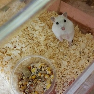 保護ジャンハムスターアルくん　里親さま募集