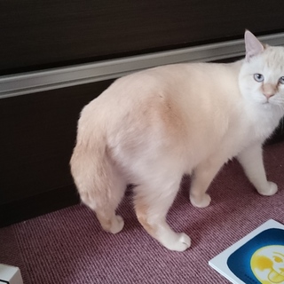 白のうす茶とら、一歳三か月の男の子です。