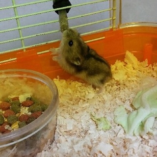 保護ジャンハムスター　マル　ファイ　里親さま募集