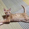 大きくなりました！