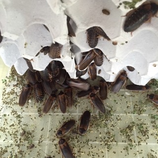 デュビアの里親募集！