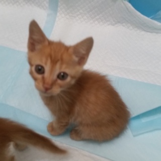 家族にしてください