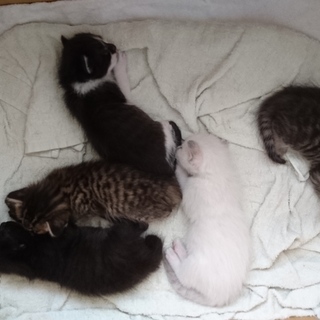 子猫の里親を募集します。