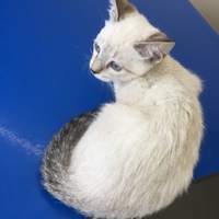 オウ マイ バニラ