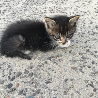 人懐っこい子猫の里親決まりました！