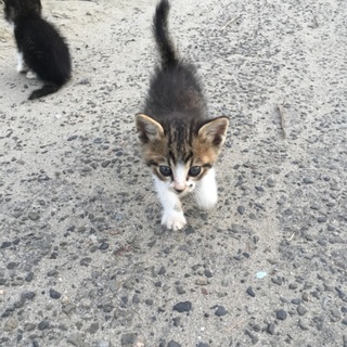 人懐っこい子猫の里親募集中！