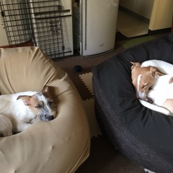 備忘録　パピーズ