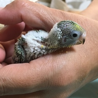 セキセイインコ　７月１７日に孵化した雛鳥