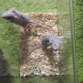 サテンマウス 里親様募集♪