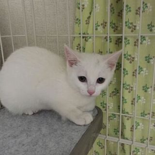 シャイできれいな白猫の女の子です♪
