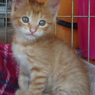 マーブルちゃんは新しい家族の一員になりました。