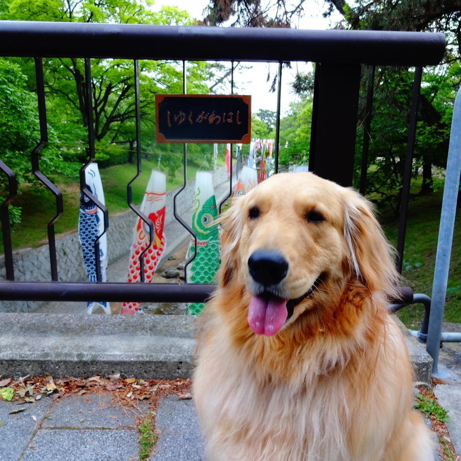 リリーのカバー写真