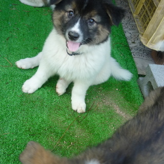 モフモフの仔犬達！！