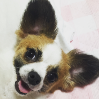 パピチワのピール　ご家族募集中