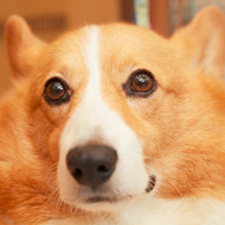 コーギーのハム　性格花丸です