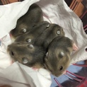 ハムスターの里親募集