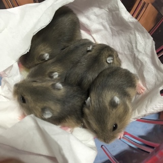 ハムスターの里親募集