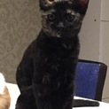 美・サビ猫のパブ！