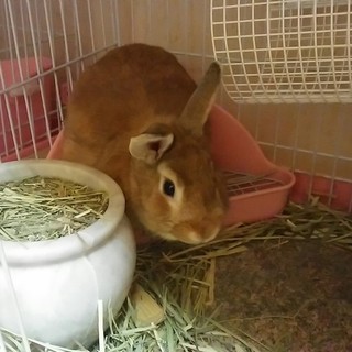 １０月１０日生まれライオンラビット♂（ゲージ付き）