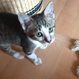 ２ヶ月☆洋猫ミックス