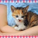 人懐っこい子猫 の里親探してます。