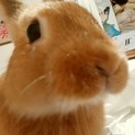ミニウサギ♂