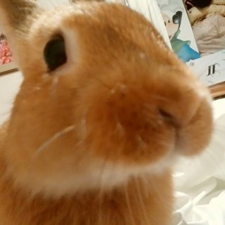 ミニウサギ♂