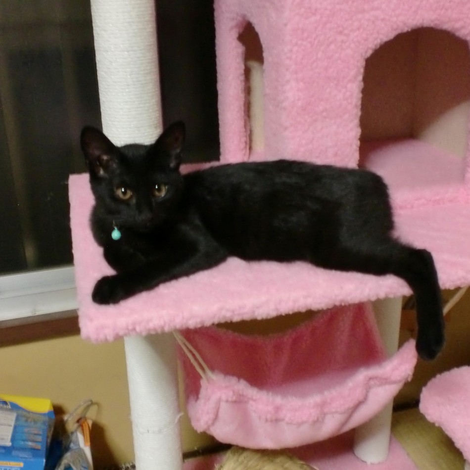 咲来のカバー写真