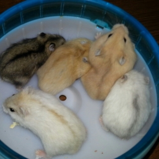 ありがとうございました。7/11生まれのジャン