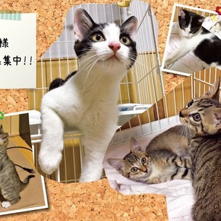 かわいいキジ白兄妹