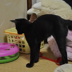 噛まれると痛い