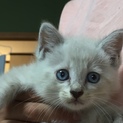 子猫の里親募集中です