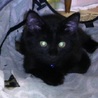 人馴れしています半長毛黒猫スーちゃん♂約4か月　　 サムネイル6