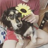 向日葵とリロ