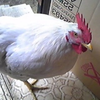 有難うございました