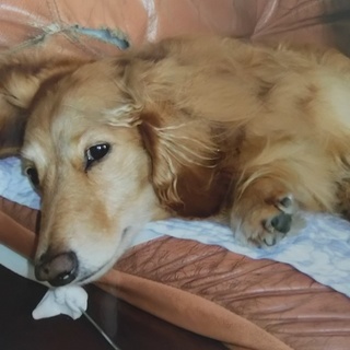 里親募集します