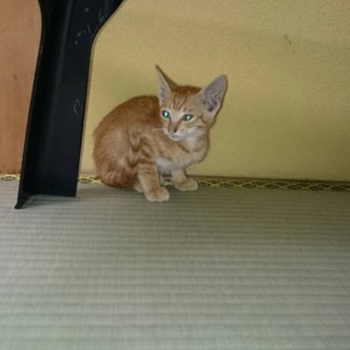 7/30 茶トラ？の 子猫拾いました。