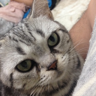 アメショーの♀里親さん募集