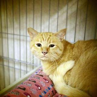 代理掲載・アラト君