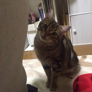 アメショー男の子里親さん募集