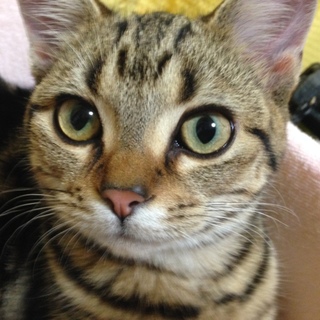 アメショー女の子里親さん募集