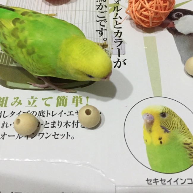 milk teaのカバー写真