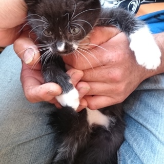 子猫の里親募集