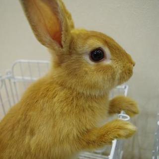 保護うさぎ3番、キキちゃん⇒関東移送致しました